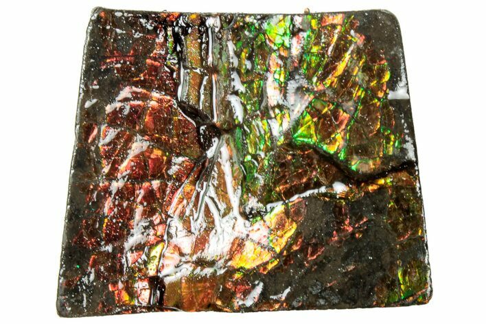 Iridescent Ammolite (Fossil Ammonite Shell) - Alberta #311420
